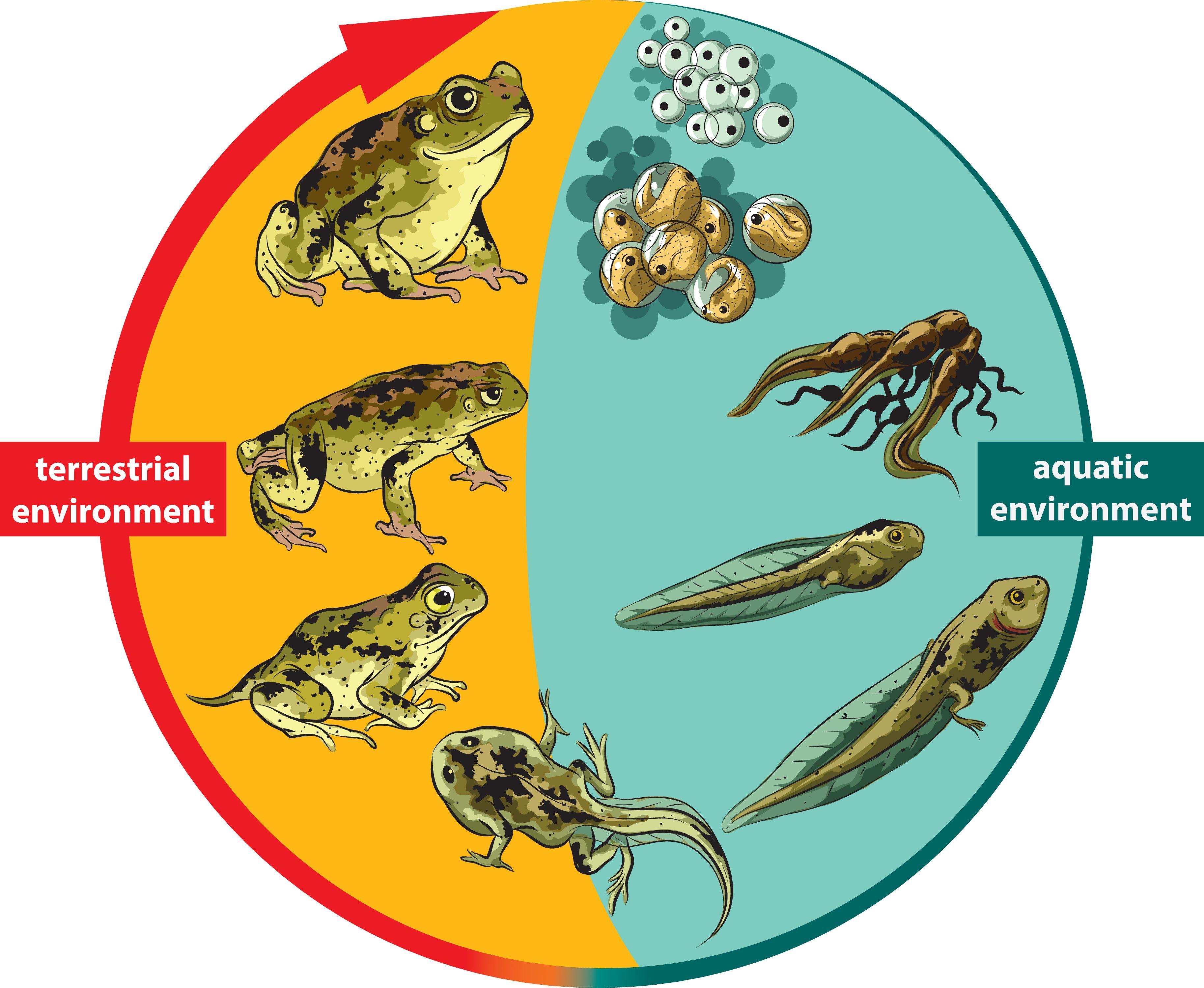 Unit 6: A circle of life in French