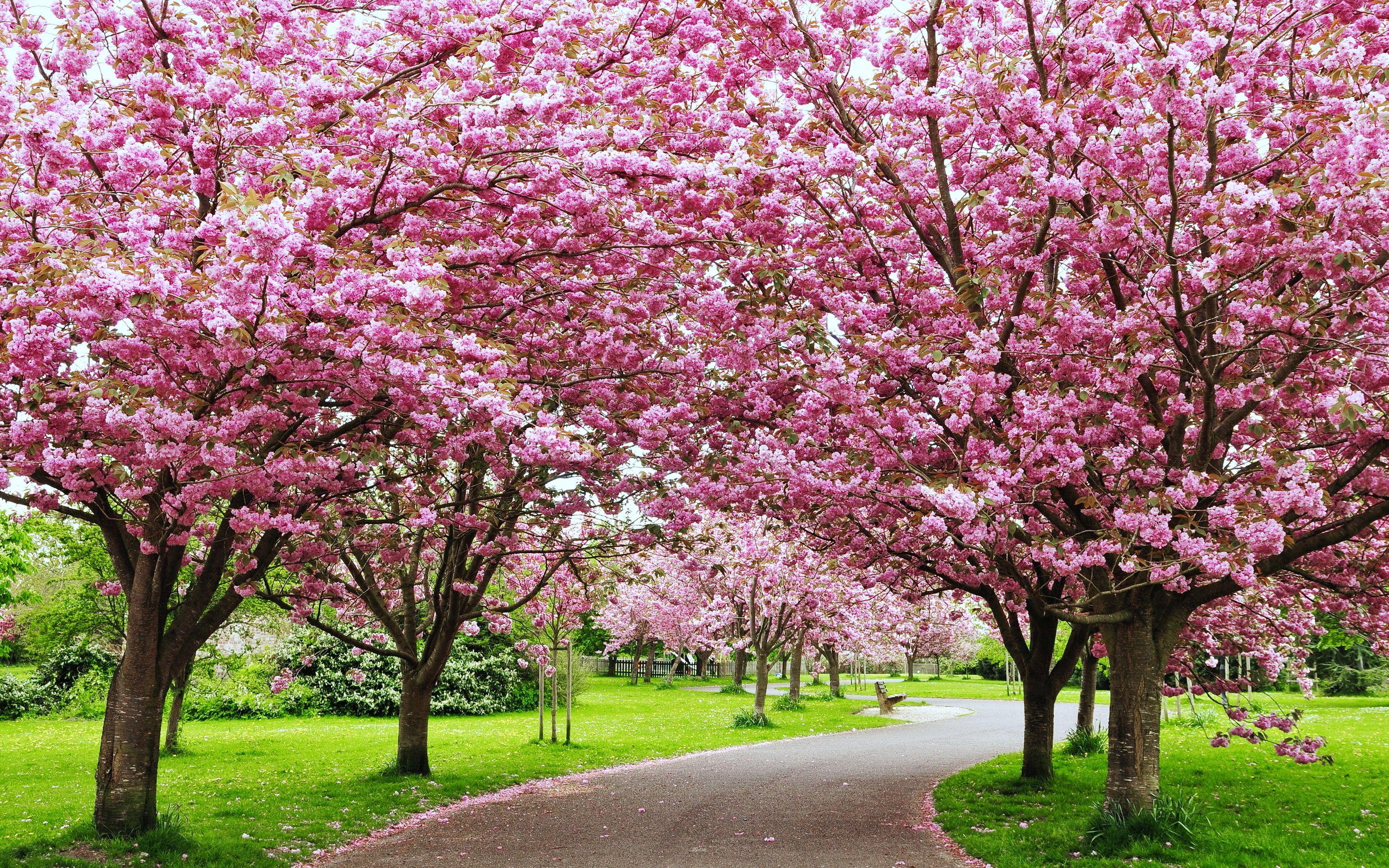 Lesson 1: Describing blossom