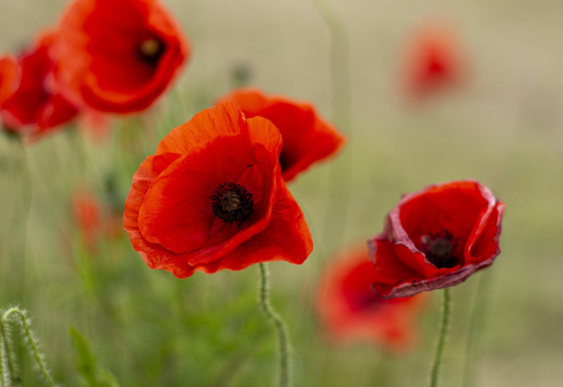What was the impact of World War 2 on the people of Britain?