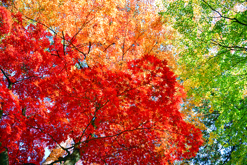 Seasonal projects