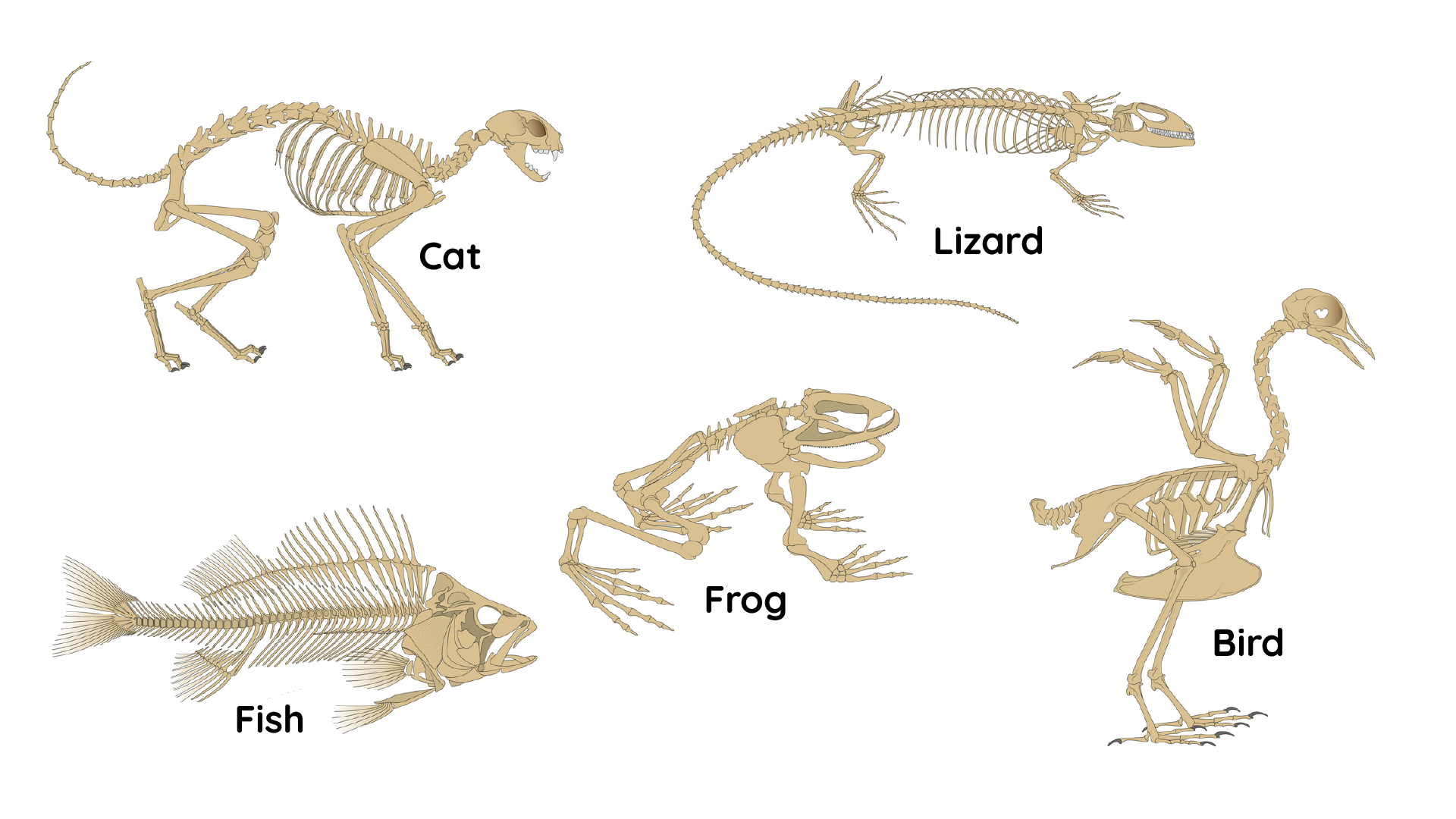 Y5/6 (B): Lesson 3: Warm-blooded vertebrates
