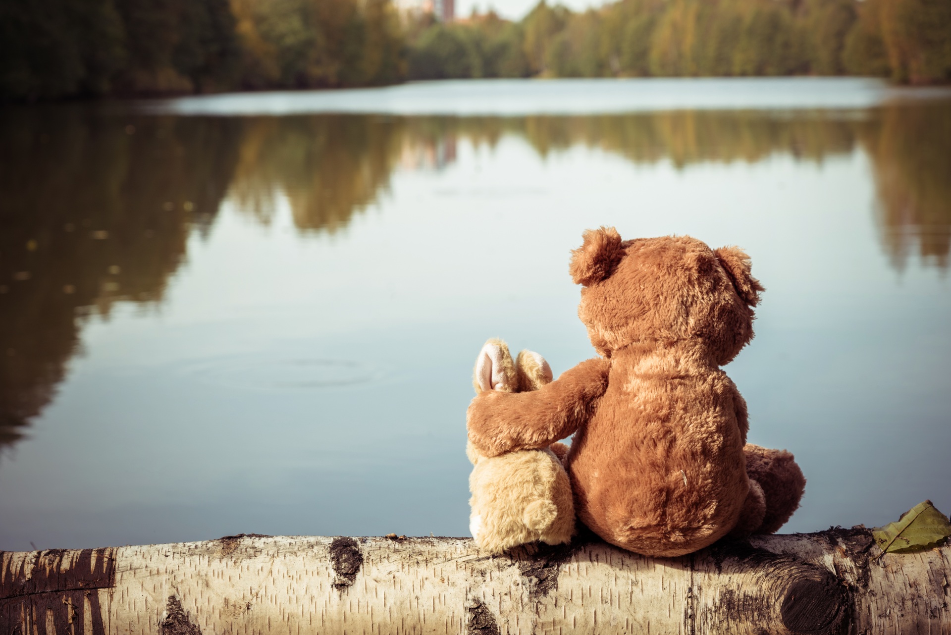 teddy bear looking at a lake