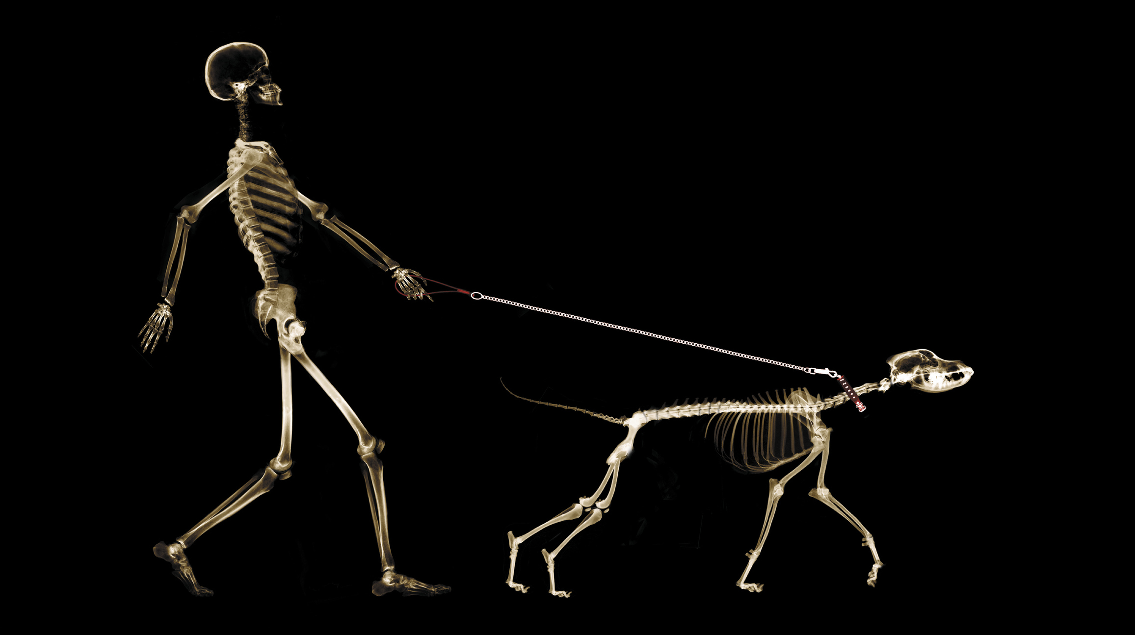 Human skeleton walking a dog skeleton on a lead against a black background.