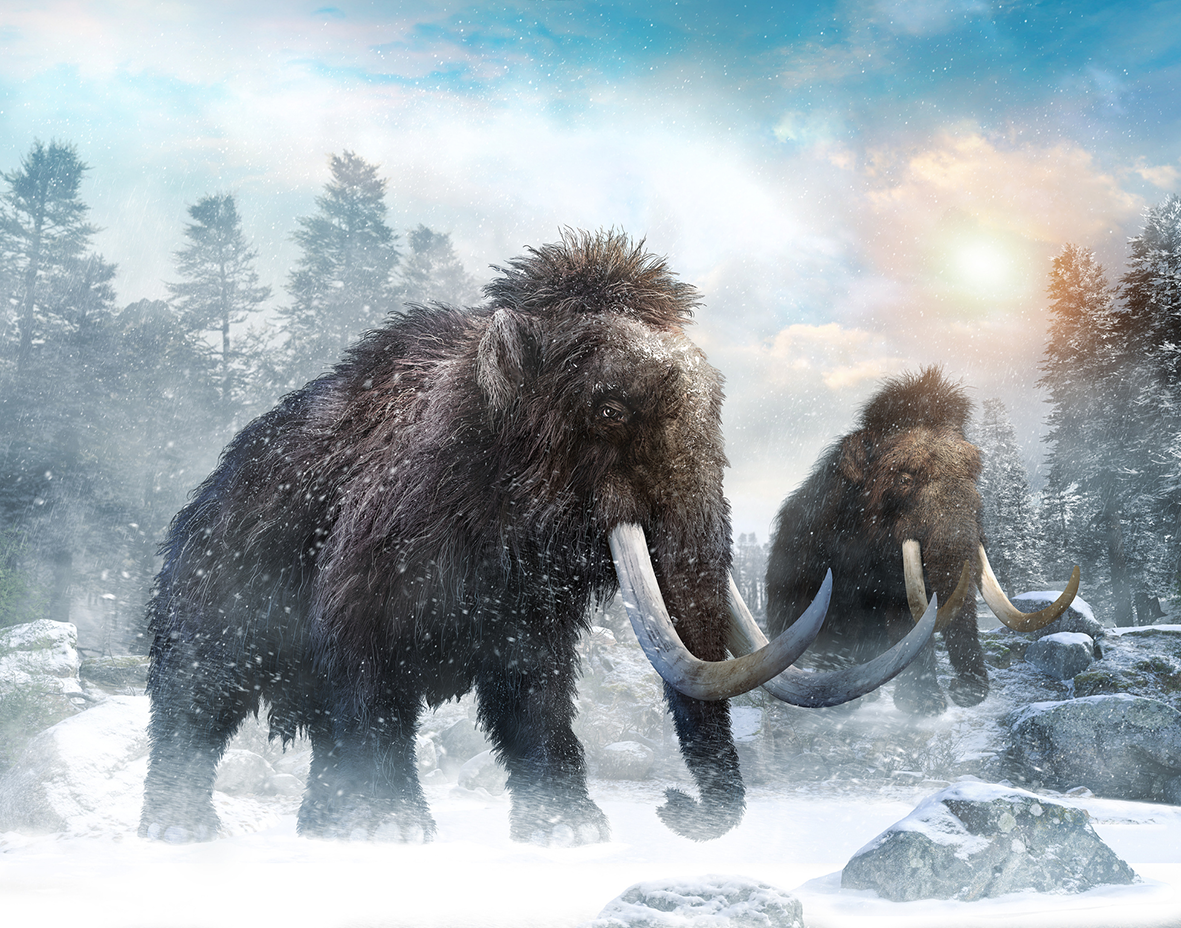 Woolly mammoth