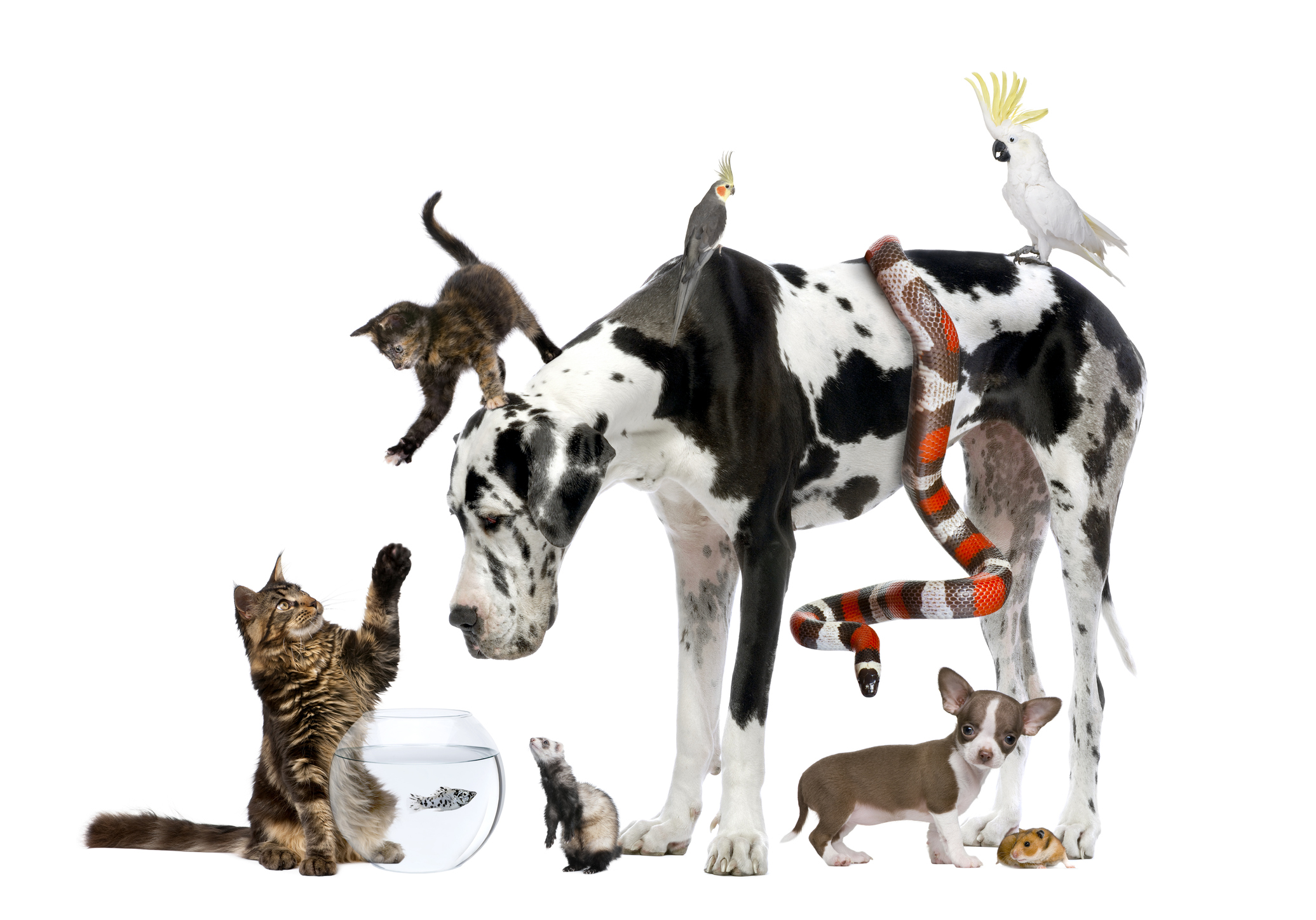 Y1/2 (B): Lesson 1: Animal groups