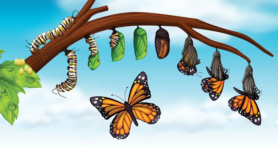 Butterfly life cycle