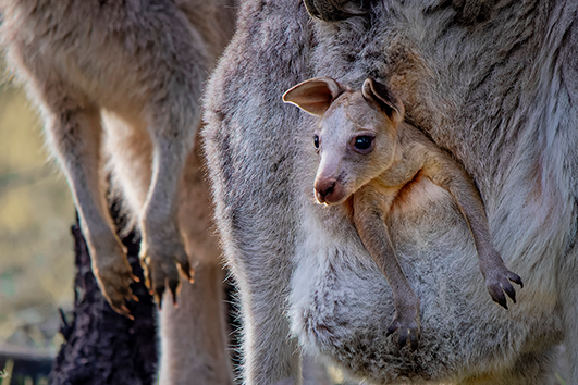 Lesson 2: Life cycle of a mammal