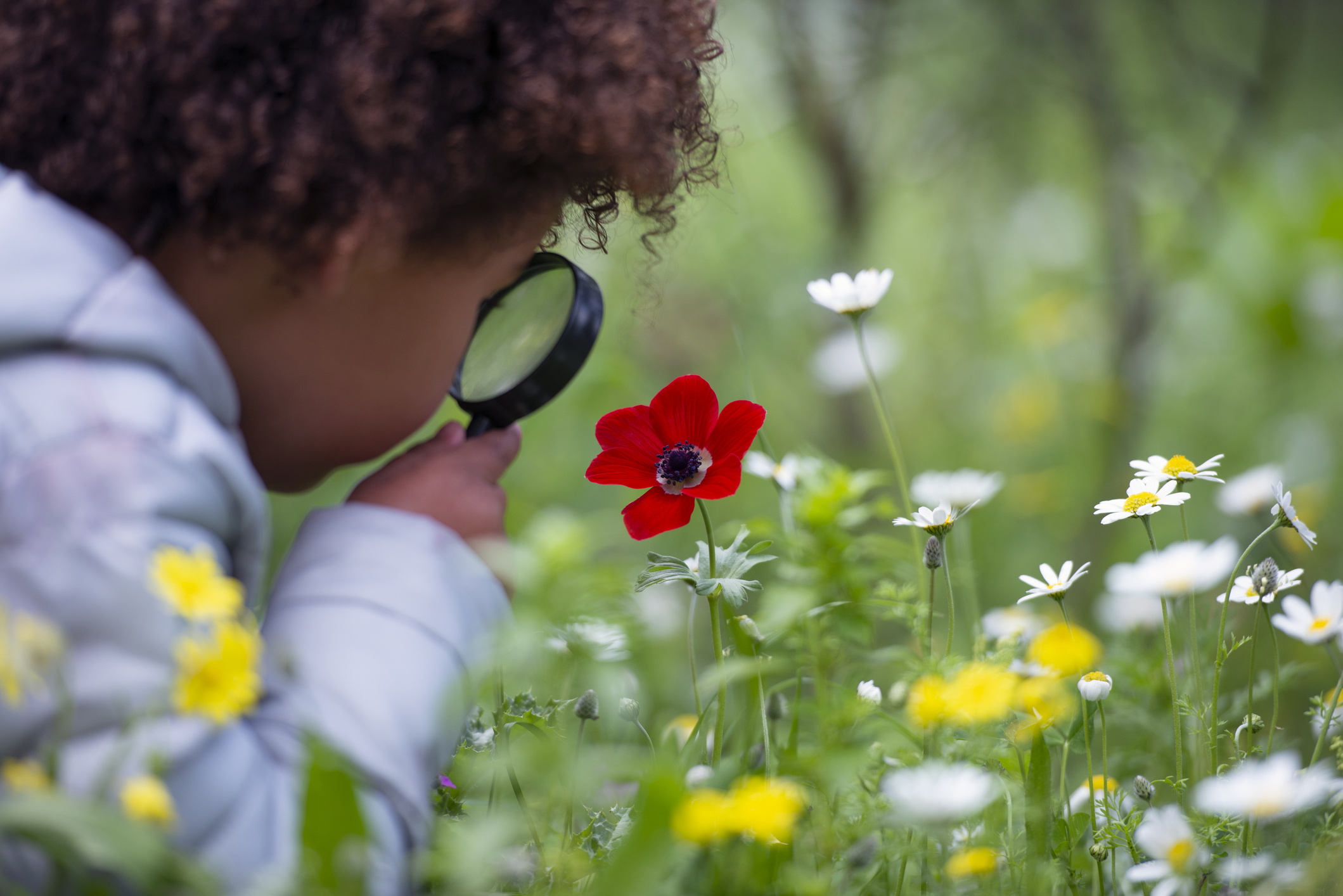 Plants: Introduction to plants