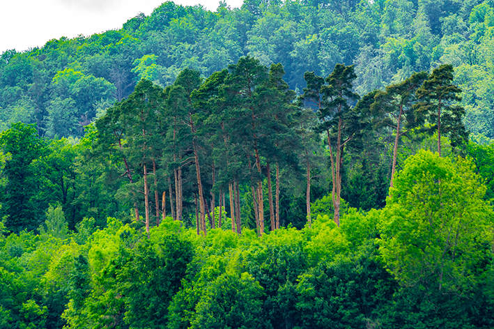 A vibrant green forest with some much taller trees standing out in the centre.