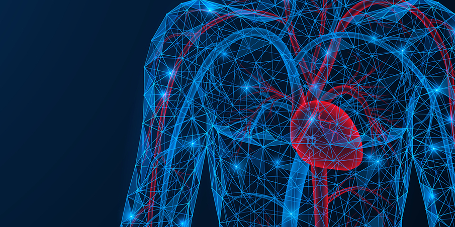 Lesson 2: The heart and circulatory system