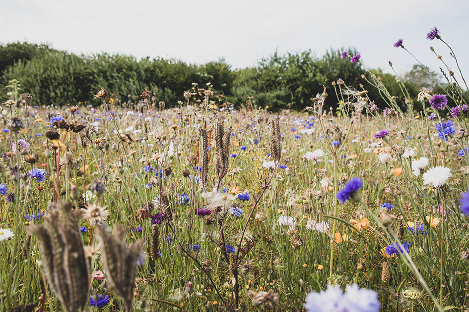 A meadow with tall grasses and colourful wildflowers. There is a hedge and shrubs in the background.