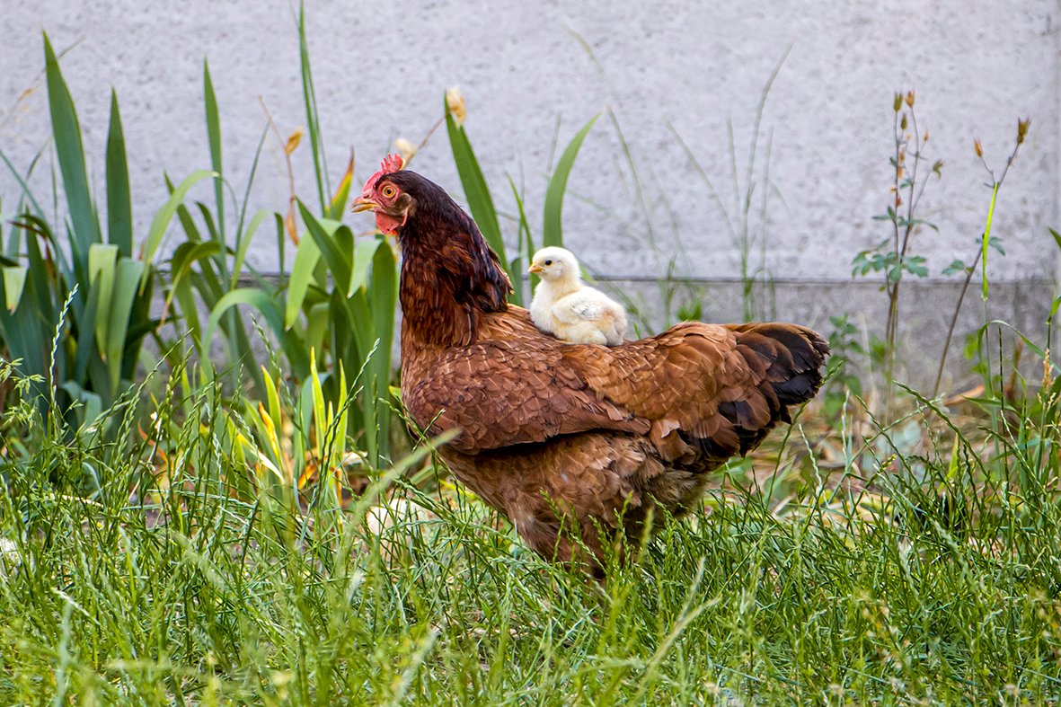 Animals, including humans: Life cycles and health