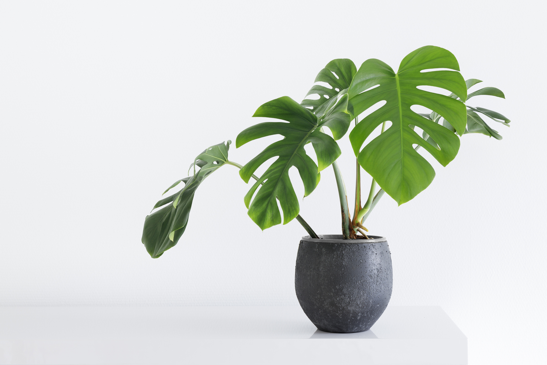 Plants: Plant growth