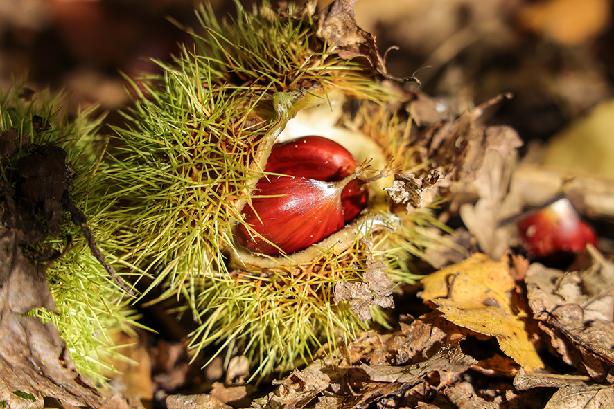 A green spiky sweet chestnut shell cracks and the chestnut from inside emerges. The chestnut sits on top of a pile of dead leaves.