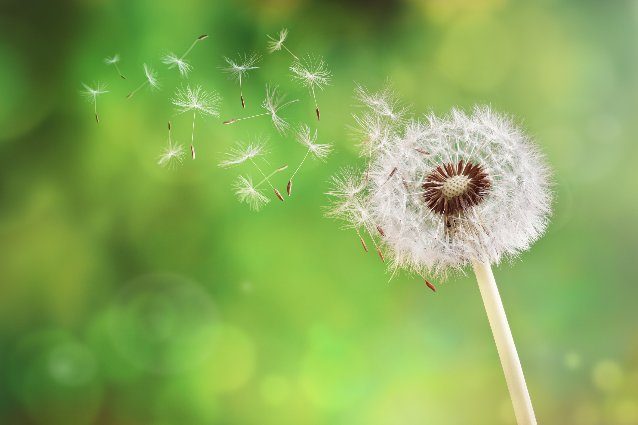 Y3/4 (B): Lesson 2: Investigating seed dispersal – Gathering data