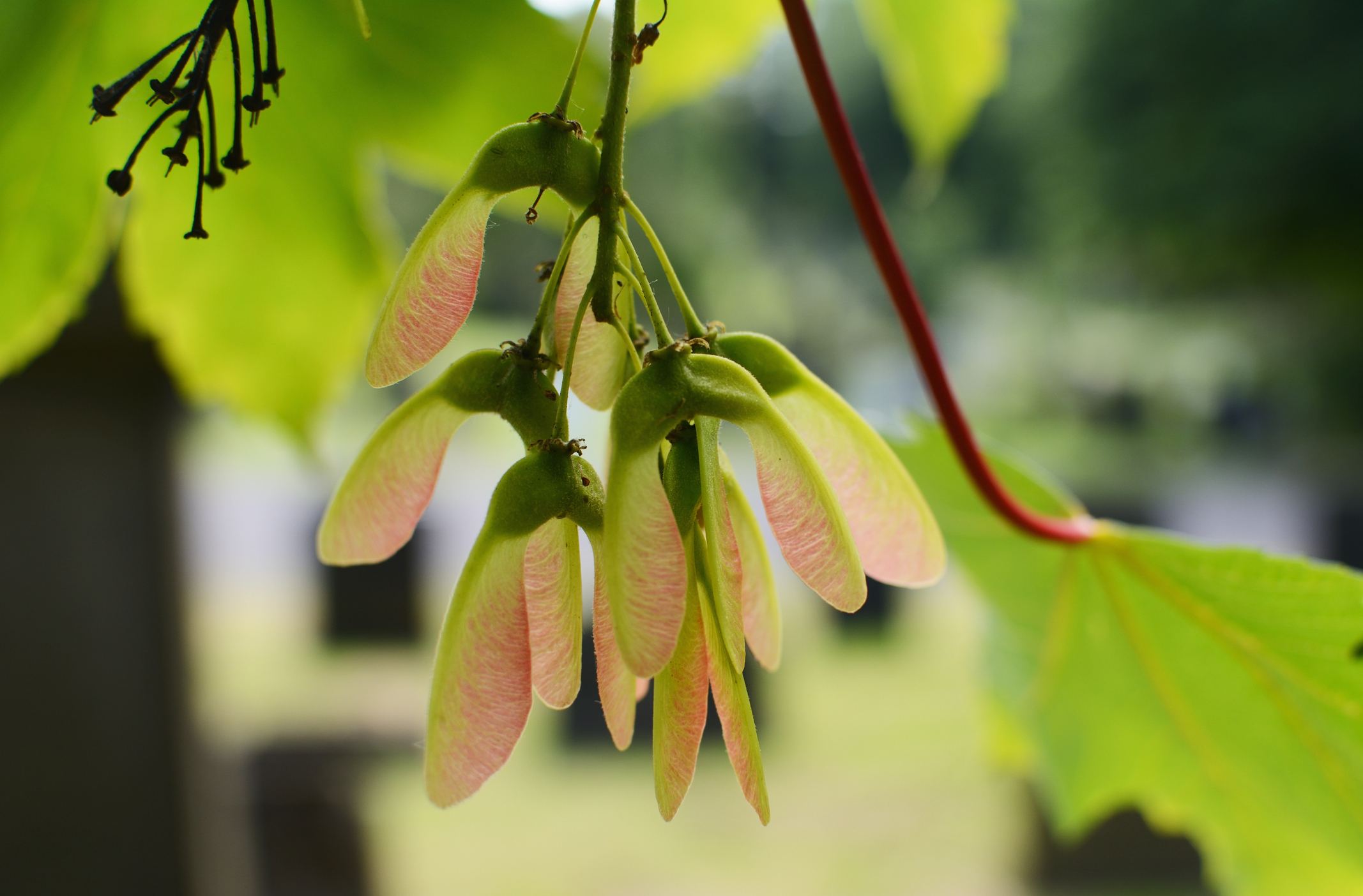Y3/4 (B): Lesson 1: Investigating seed dispersal – Planning