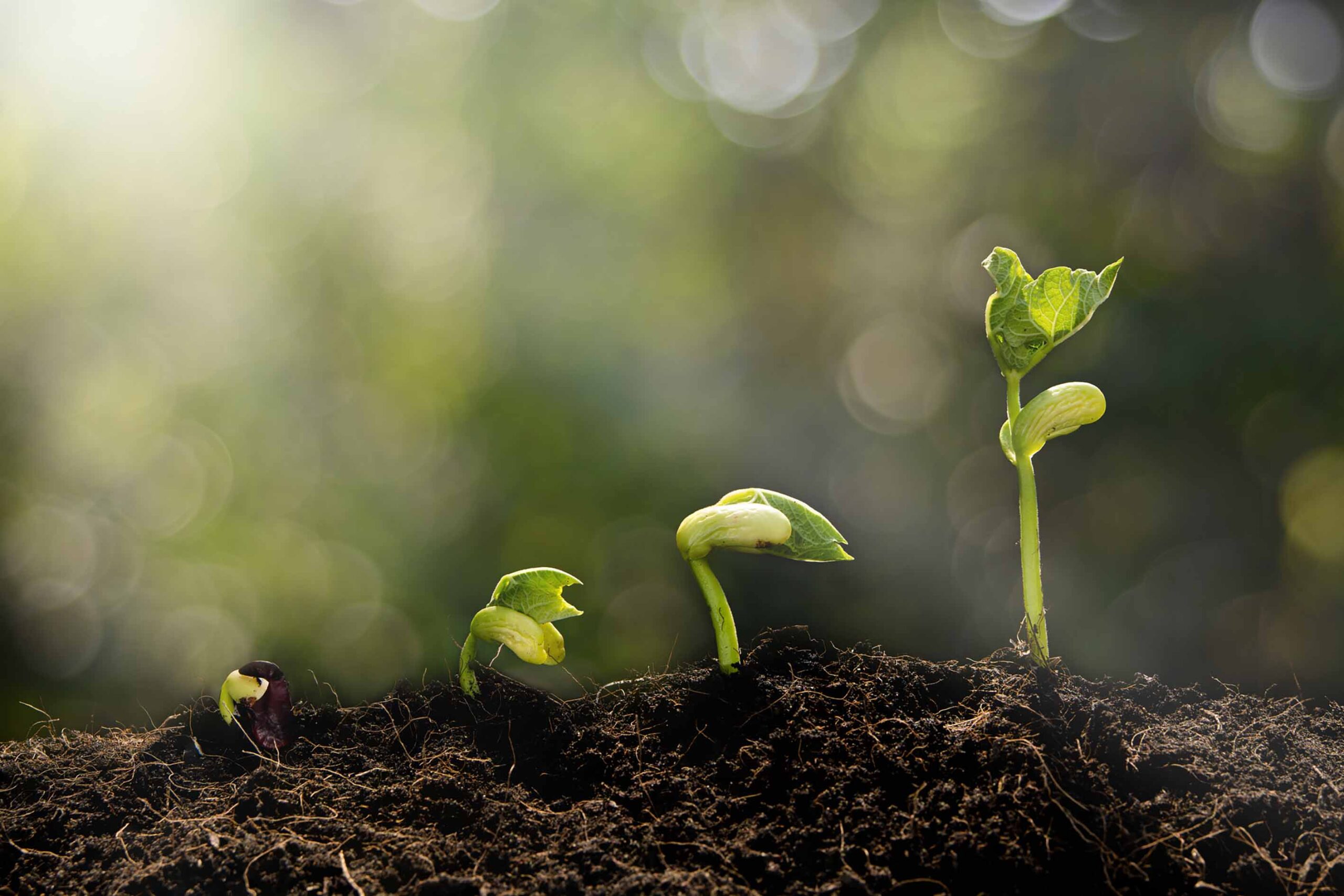 Four stages of a seed growing into a young plant, shown emerging from soil.