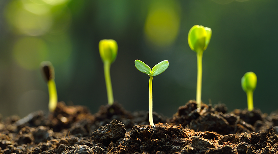 Young green seedlings emerging from soil during the early stages of plant growth.