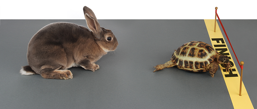 Y1/2 (B) Lesson 1: Do all animals move at the same speed?