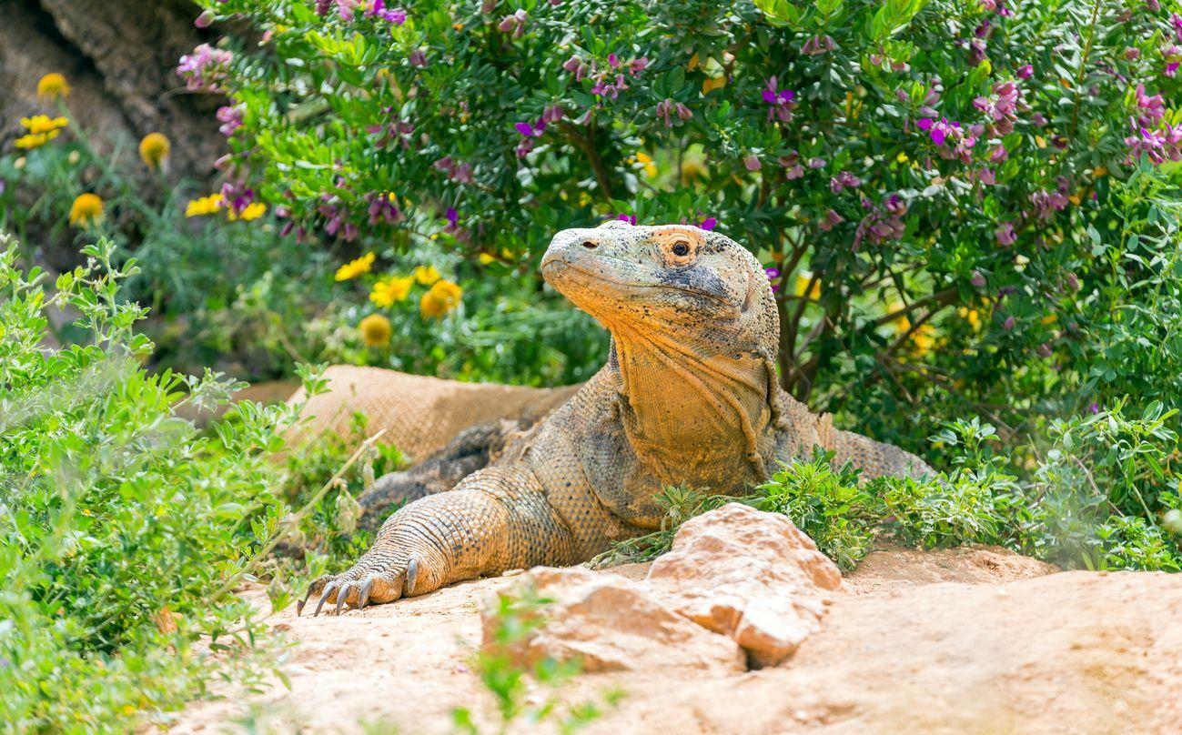Komodo Dragon sunbathing iStock 531056908
