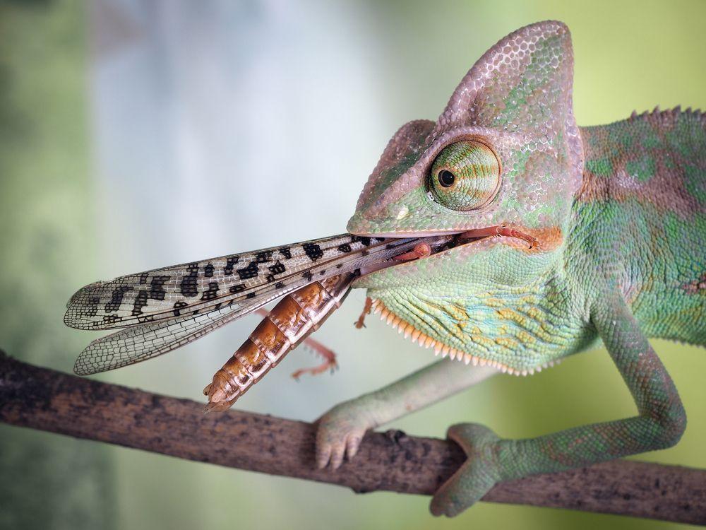 life cycle shutterstock 704828125 1
