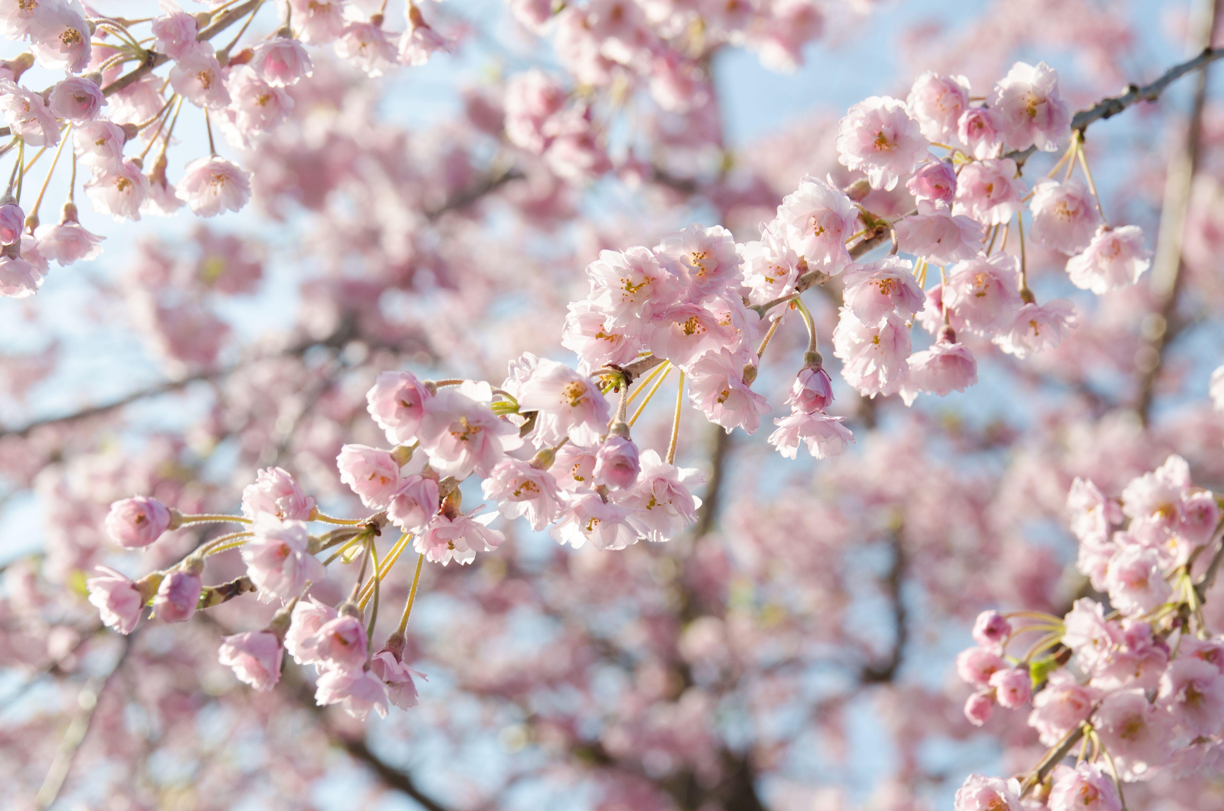 A branch of a cherry tree in light pink blossom.