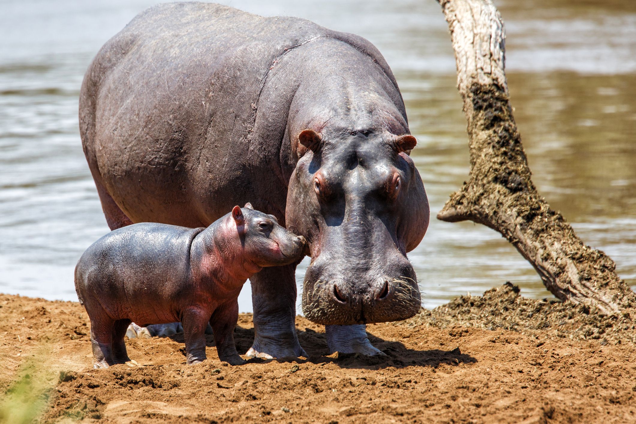 Computing Y1 Intro to Data L1 Featured image Hippo iStock 1036910158 Henk Bogaard