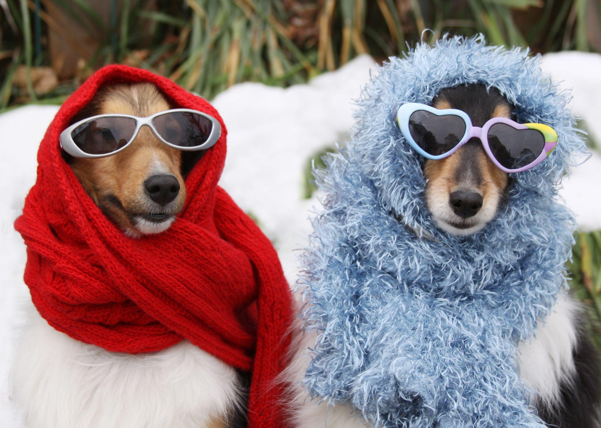 Dogs dressed up iStock 122947916 JTGrafix