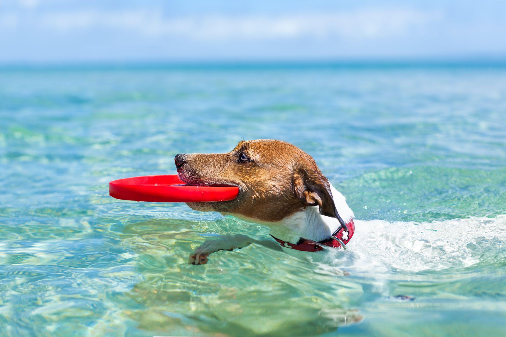 dog swimming in sea with frisbee iStock 499061799 damedeeso