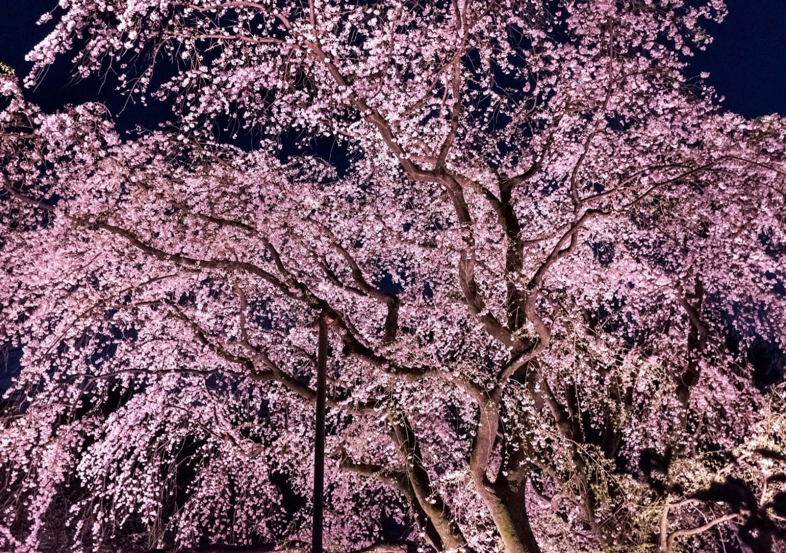hanami flower blossom