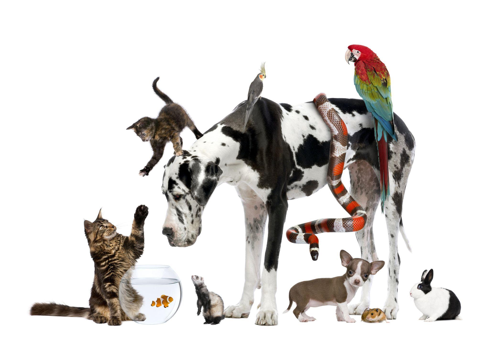 Group photo of different pets