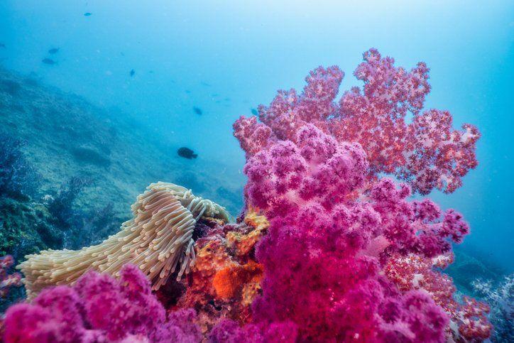 Pink coral underwater