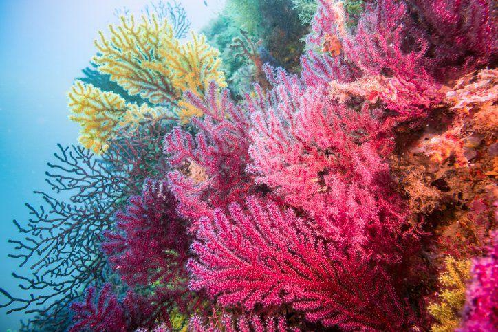 coloured coral