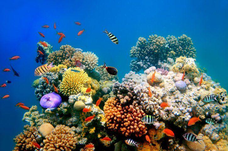 Fish swimming amongst coral