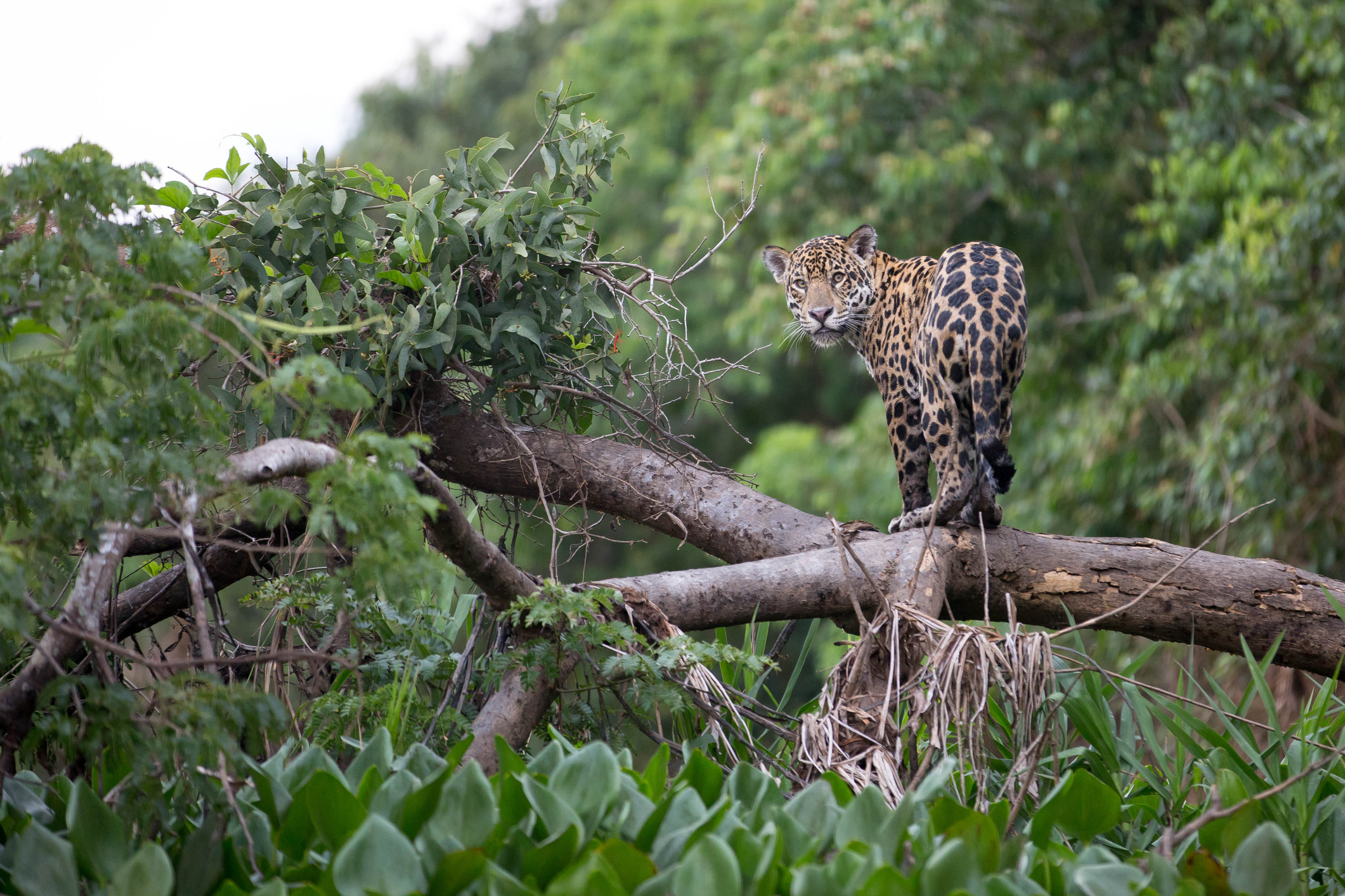 A jaguar standing on a fallen tree branch in dense green rainforest.