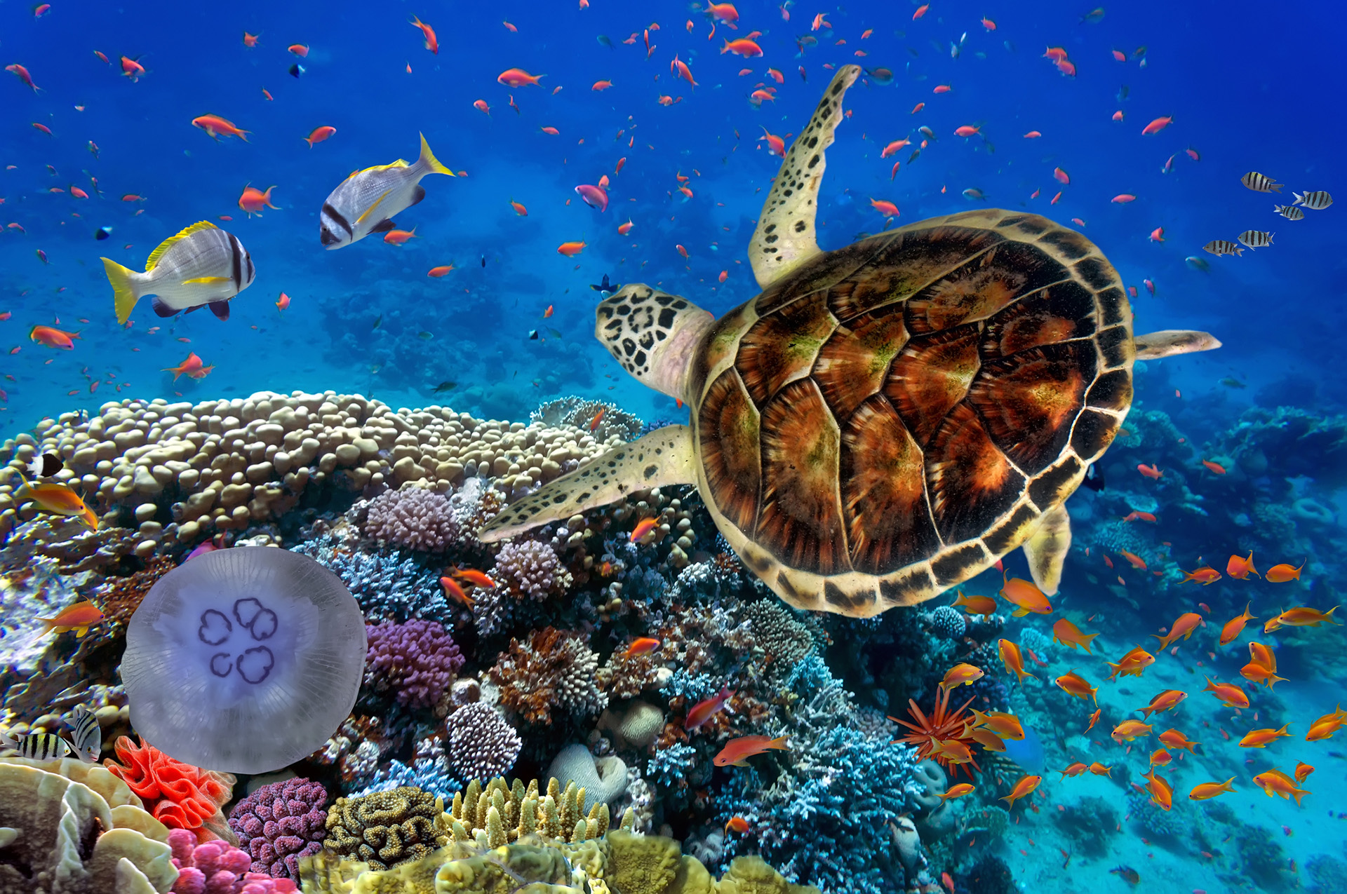 Y5/6 (B): Lesson 2: Cold-blooded vertebrates