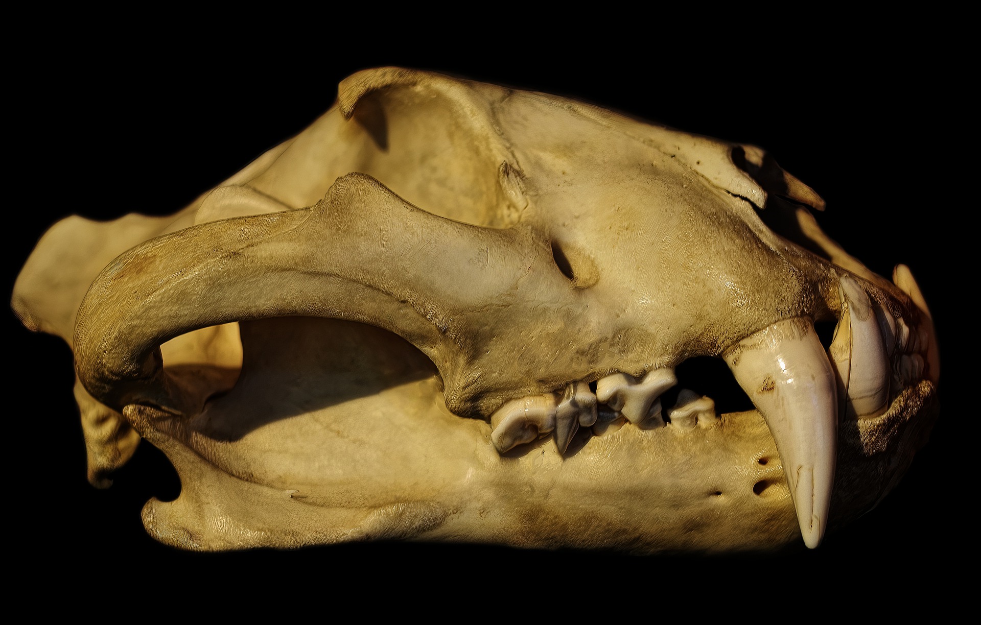tiger skull teeth in jaw