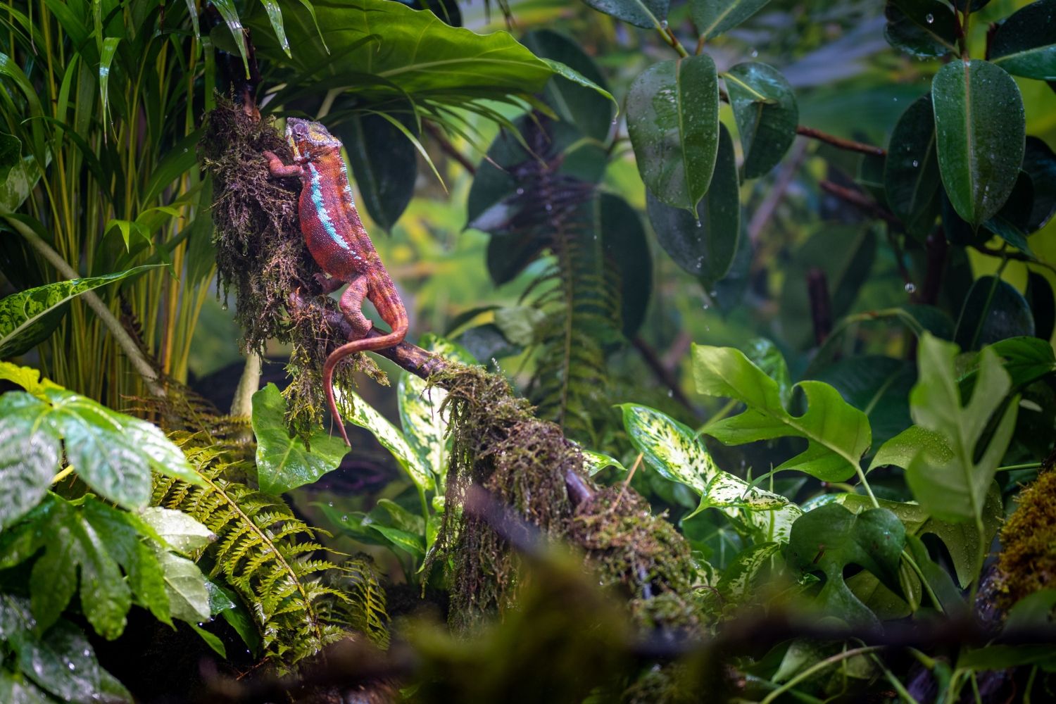 rainforest lizard plants trees leaves