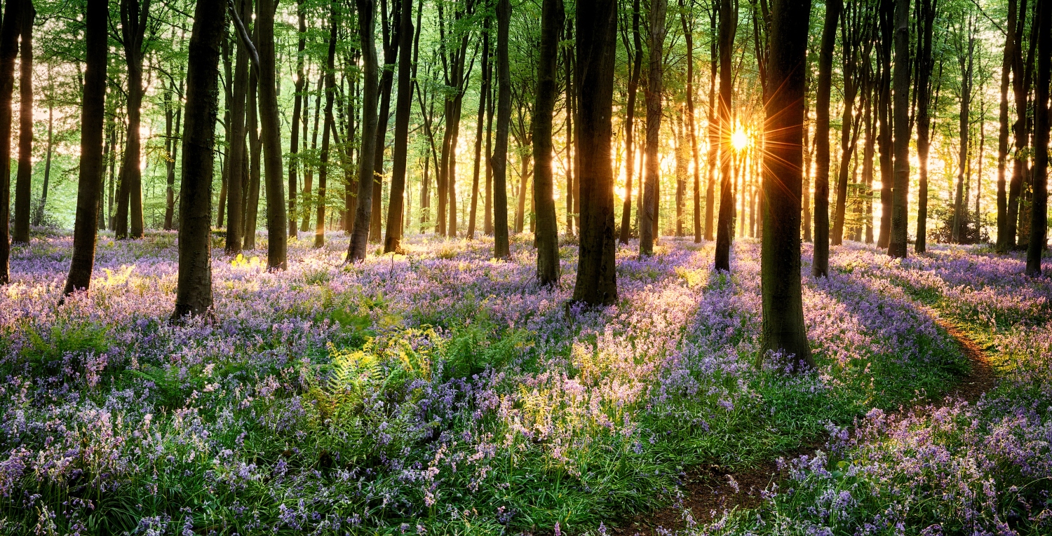 bluebells forest woodland sunlight trees