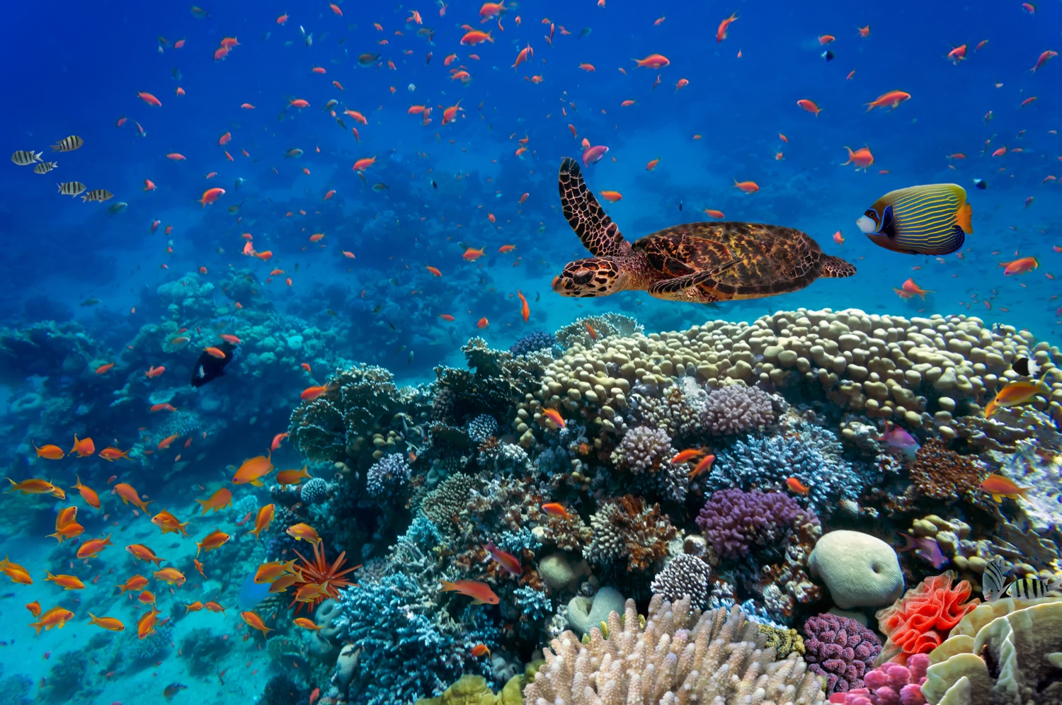 ocean turtle coral reef