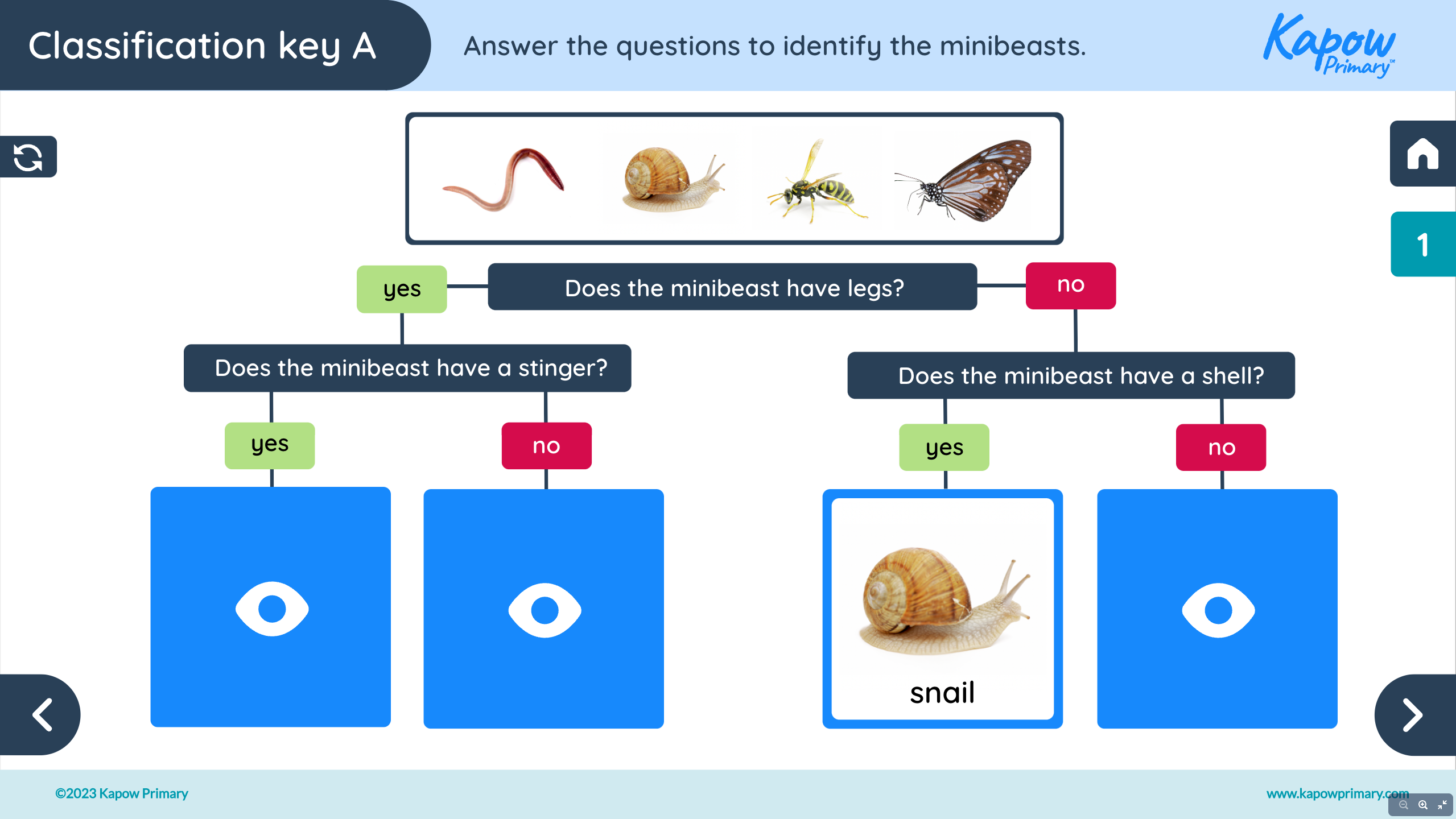 Lesson 1: Identifying and classifying minibeasts