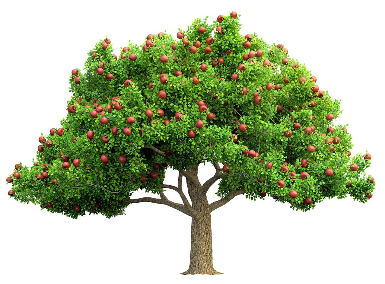 Y3/4 (B): Lesson 2: Grouping living things: Plants