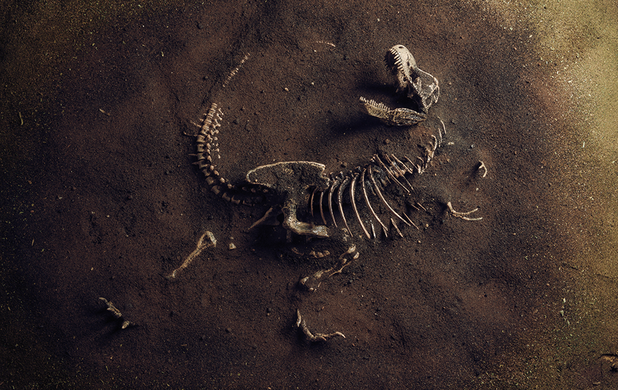Fossilised dinosaur skeleton partially buried in the ground.
