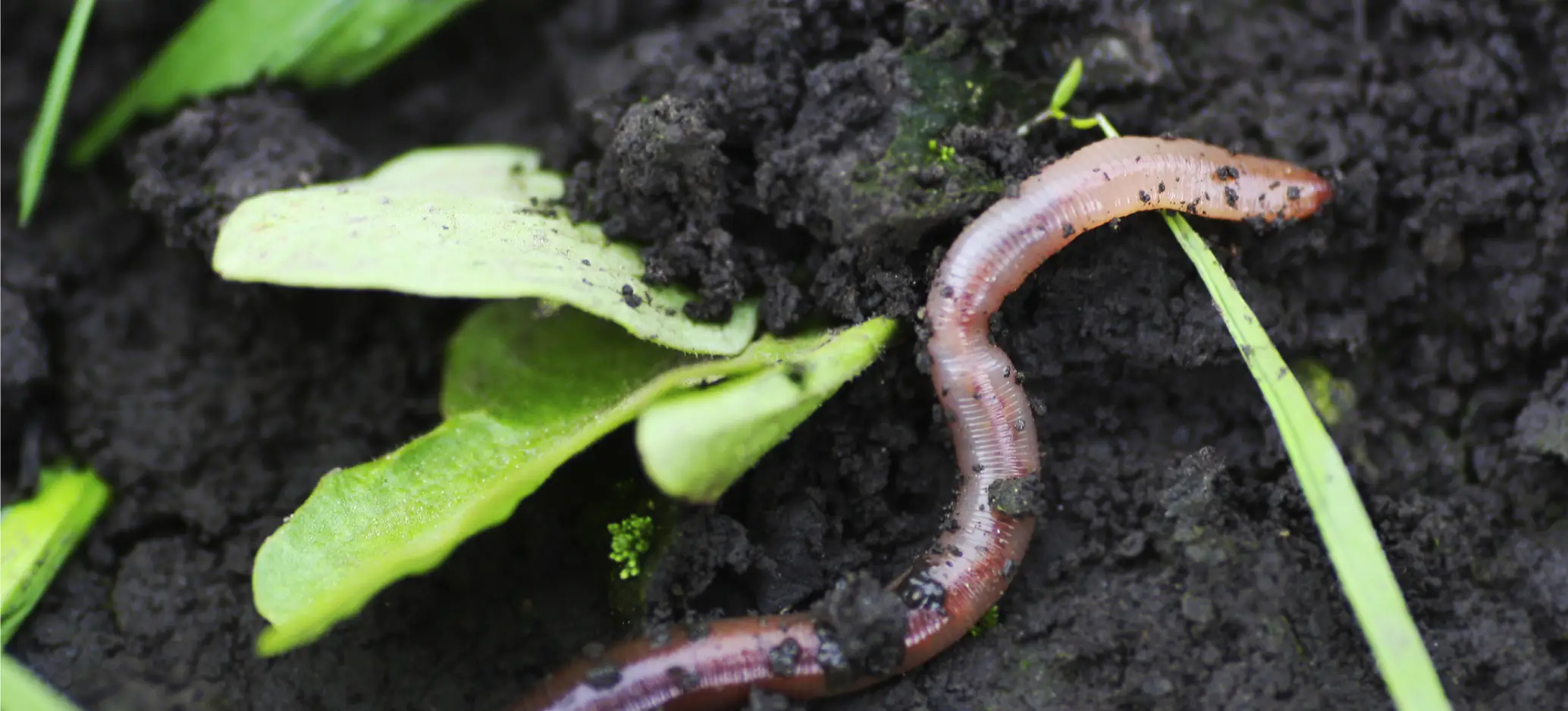An earthworm in soil