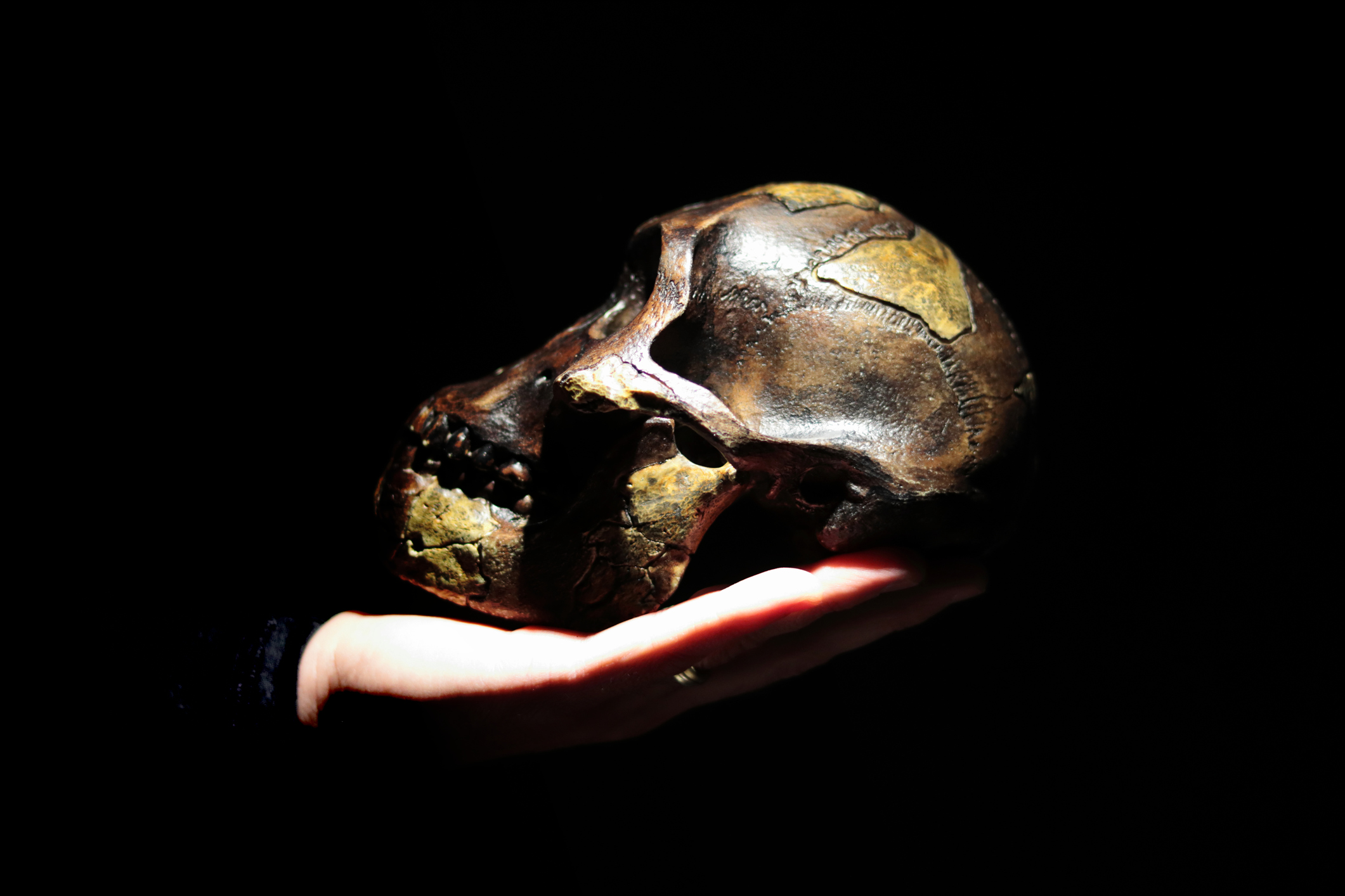 Fossil of human ancestor