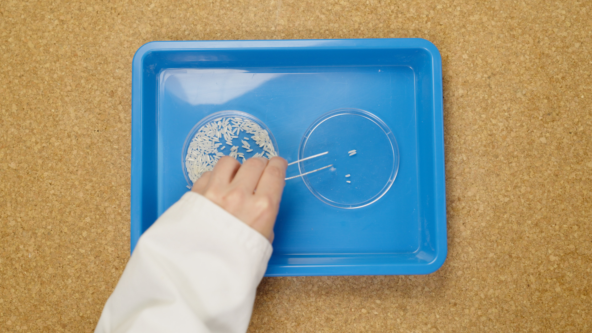 Transferring rice using tweezers