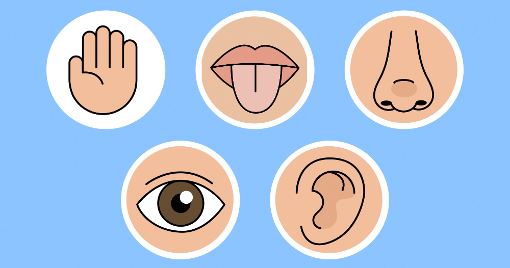 Y1/2 (B): Lesson 2: The senses
