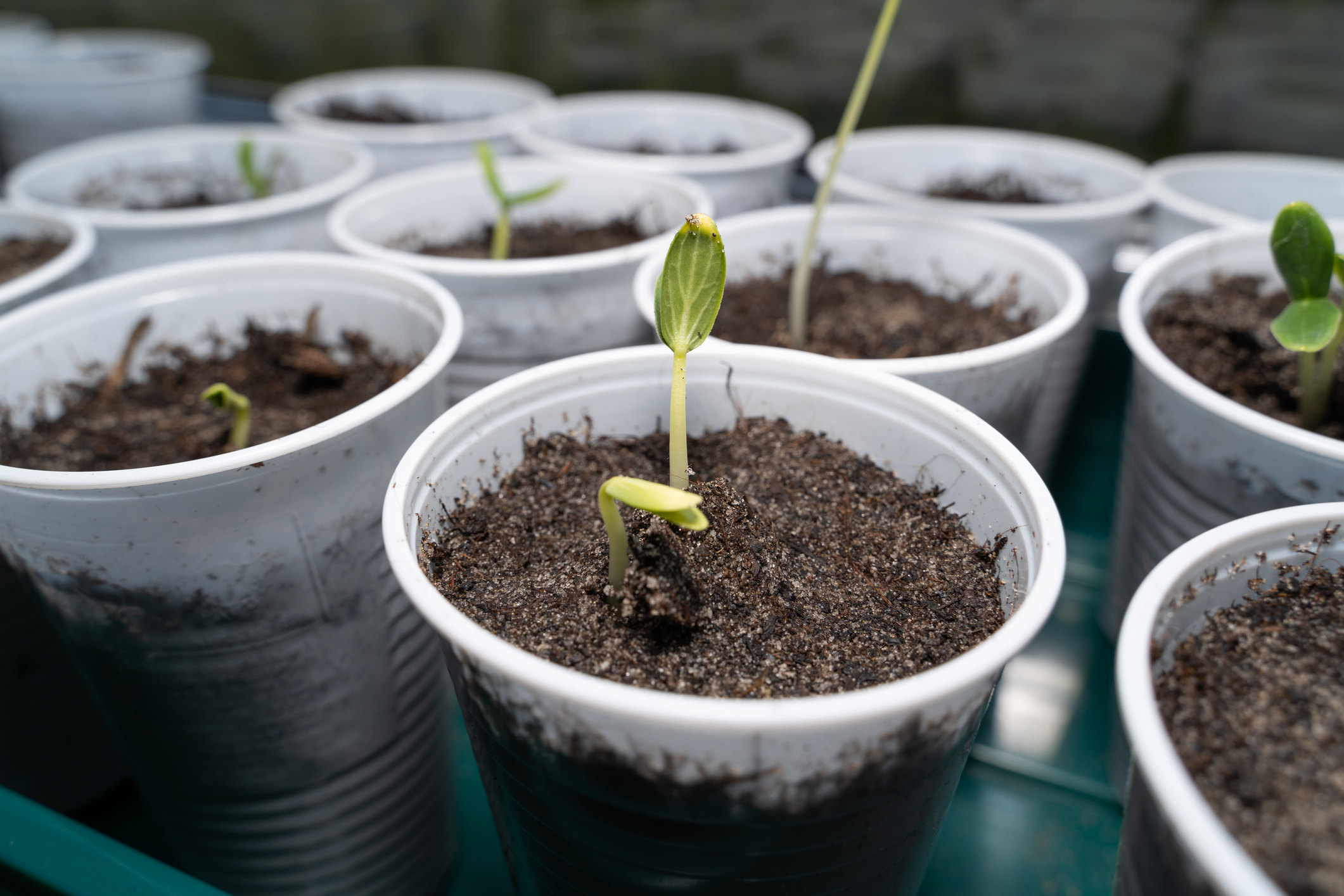 Lesson 3: Germination