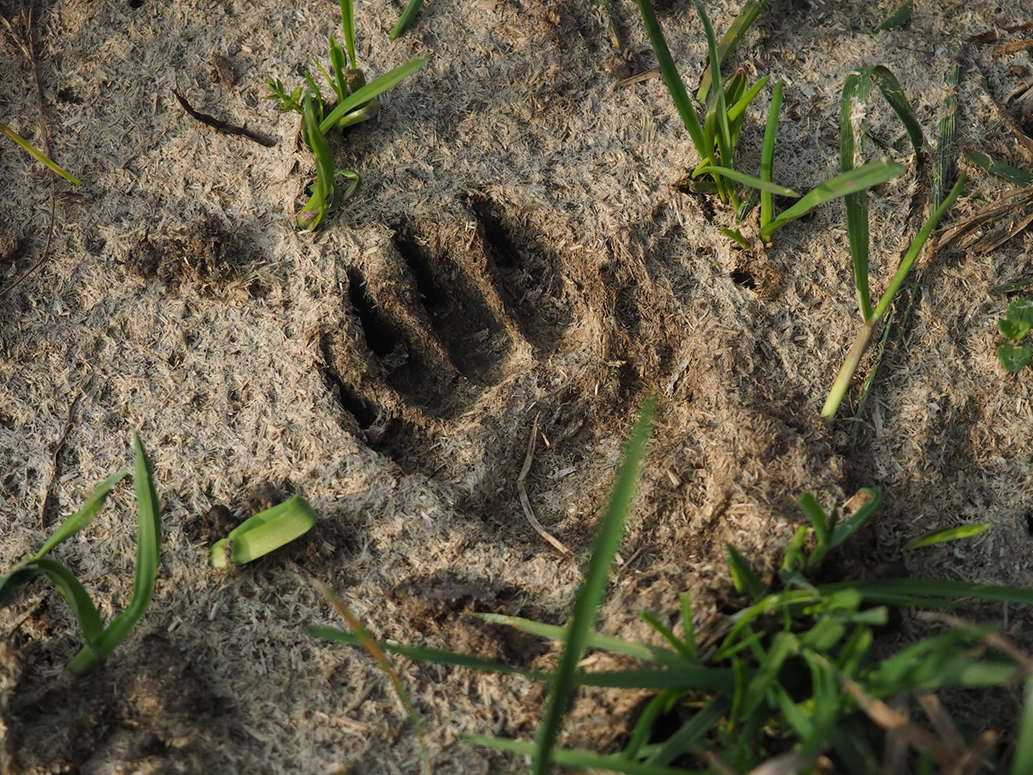 Lesson 3: Measuring animal footprints
