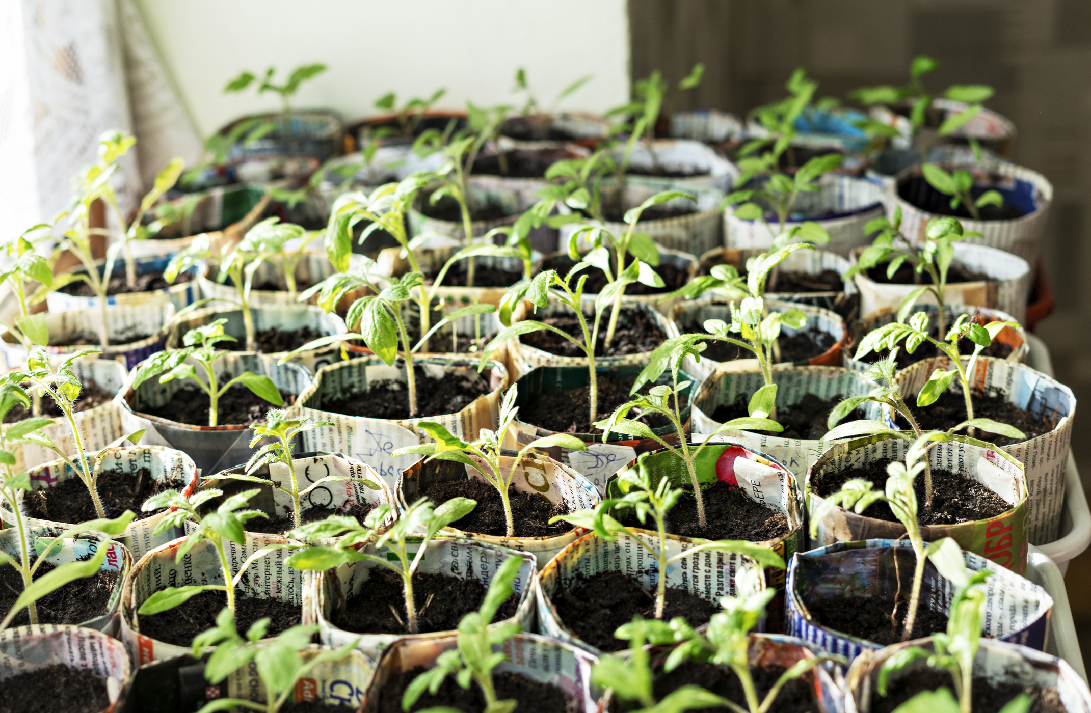 Y5/6 (B): Lesson 2: Investigating plant growth – Gathering data